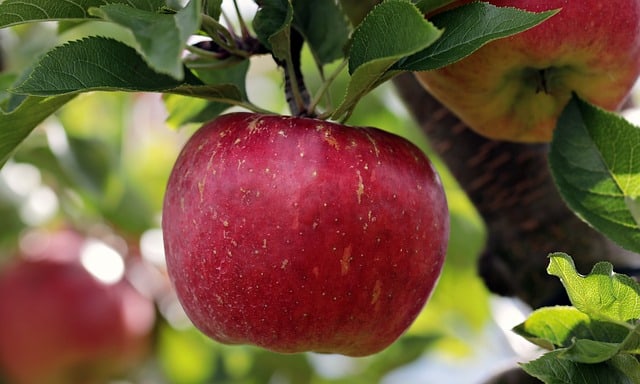 Undersøgelse af kulhydrater i æbler